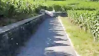 Walk in the morning 4