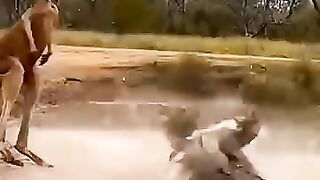 Crocodile kicked by kangaroo