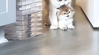 ещё одна подборка с котами