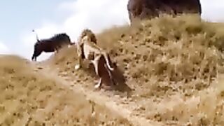 The warthogs revenge on the lion