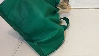 Kelalukan si kucing garong