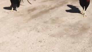 SABUNG AYAM ONLINE  DAFTAR SABUNG AYAM SV388  BONUS SABUNG AYAM TERBESAR  AGEN SABUNG AYAM  DAFTAR SABUNG AYAM