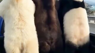 We Bare Bears in real life