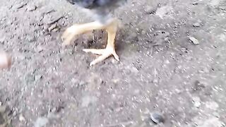 Asell Madras Raja blood fighting cock in the cockfighting arena