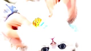 Cute Cats