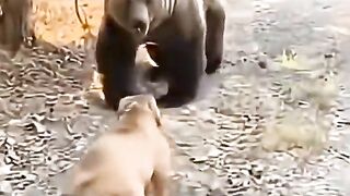 the strongest dog in the world