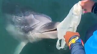 How dolphins thank you
