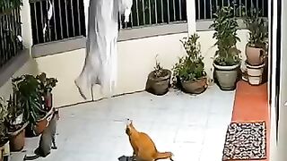 The Oyen cat pounced on the Kuntilanak