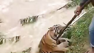 Rescue of a tiger swept away by floods