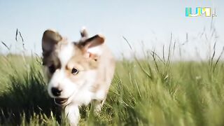 Cute Puppy Running in the Field   AI Video