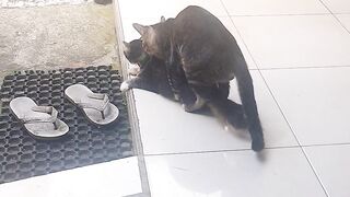 Kucing lucu kawin