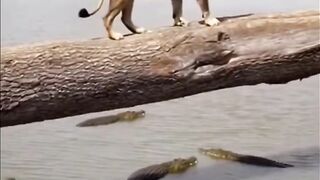 When the lion slipped while crossing the river