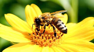 Tere shaan jala jalalhu