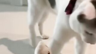 Funny Cat Compilation and Music Editing