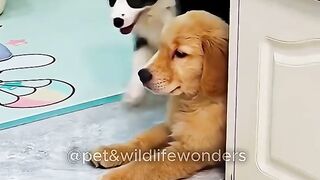 Funniest Animal Moments Caught on Camera.