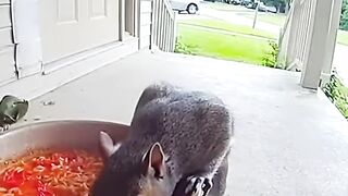 Squirrel Eats Spicy Noodles Instantly Regrets Everything