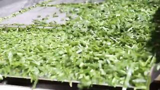 How Korea Mass-Produces Food Faster Than Anywhere Else Part 1