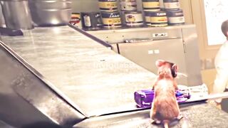 Intelligent Rat