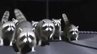 Midnight Mystery in the Backyard!