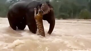 A giant animal with a very noble heart