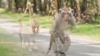Monkey Sis. Sis, your milk supply has decreased.