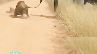 Noble-hearted giant animal 2