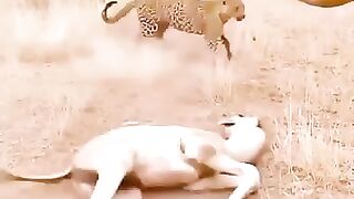 Mother Camel vs Leopard
