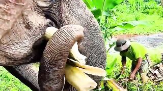 The joy of being an elephant handler