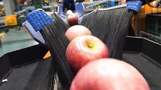 Fascinating Food Production in Korea From Braised Short Ribs to Cheese and Apples Part 22