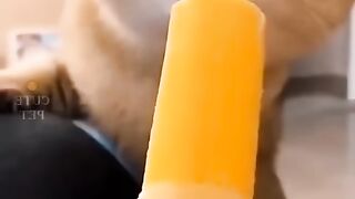 Kelakuan meong bikin ngakak