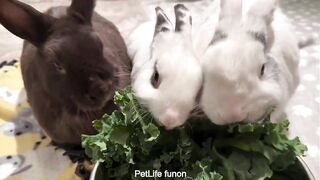 rabbit
