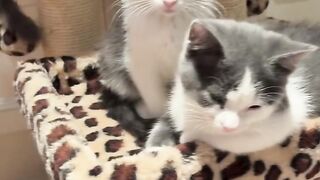 cute cats