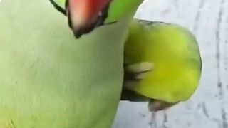 Bol nai Wala tota port