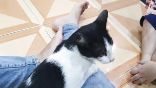 funny cat video
