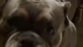 cat & dog funny videos