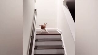 I laughed to tears __ fun with animals __ cats, dogs and others