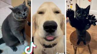 Best Compilation of Funny PETS ???? Most Viral ANIMAL Videos Ever!! ????