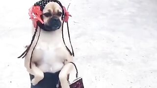 Funny animal funny dog