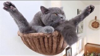 FUNNY WITH ANIMALS / Funny cats / Dogs / Funny animals /