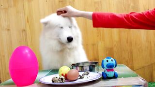 Dog Vs Egg|Best Funny video