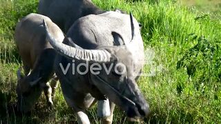 istock-983448158-preview.