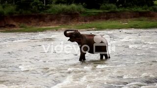 Istock-537852632-preview.