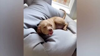 ПРИКОЛЫ С ЖИВОТНЫМИ ДО СЛЕЗ / Смешные КОТЫ 2021 / Приколы с КОТАМИ / Funny ANIMALS video #37