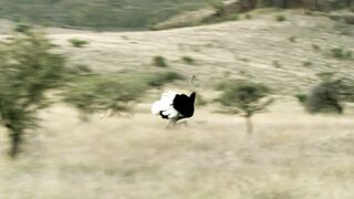 See the tiger attack.