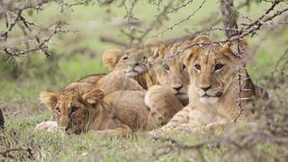 190301-02-kenyawildlife-13.