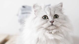 Beautiful White Cat -
