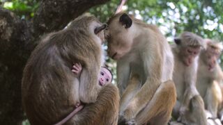 170209C-032-monkey4-1080p.