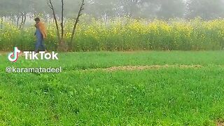 Mustard in village