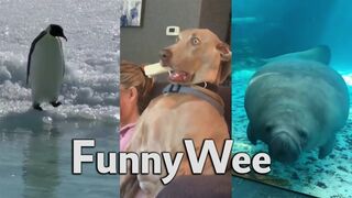 Wee Meme TikTok Compilation Animals