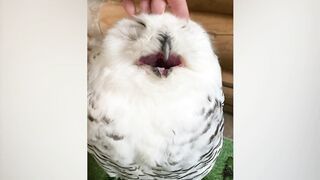 ПРИКОЛЫ С ЖИВОТНЫМИ ДО СЛЕЗ / Смешные КОТЫ 2021 / Приколы с КОТАМИ / Funny ANIMALS video #37